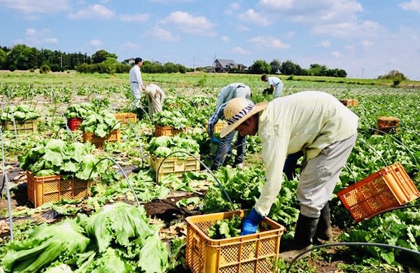 XKLĐ Hy Lạp 2025 làm nông nghiệp