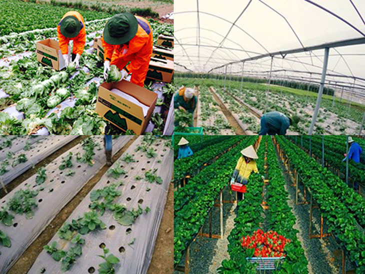 xkld slovakia lam nong nghiep